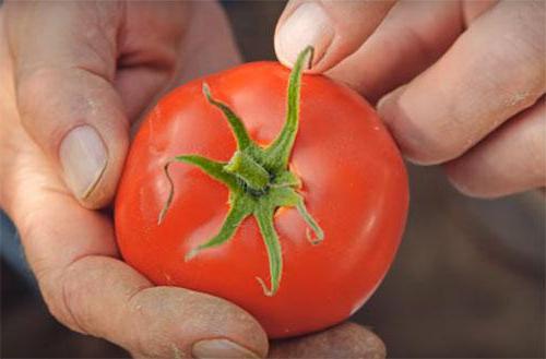 pomidor odmiana любаша zdjęcia, opinie
