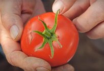 Odmiana pomidora Любаша: opinie, zdjęcia, opis