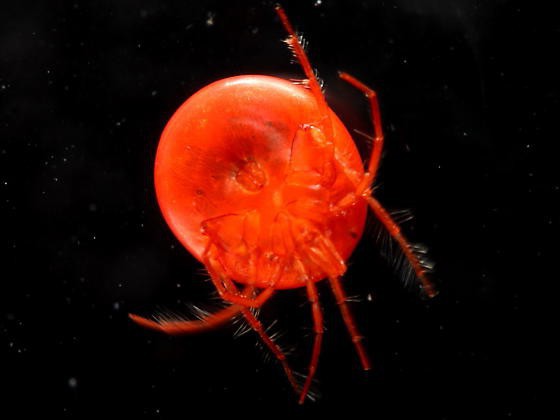 the water mite
