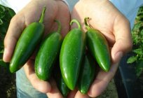 Jalapeno - what it is and what it eats?