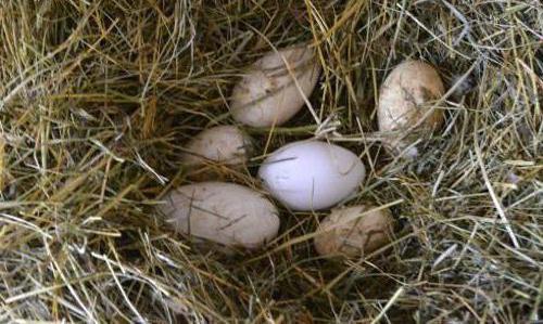 how much start laying eggs geese