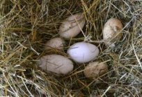 在开始铺设蛋的鹅家庭的特征和建议