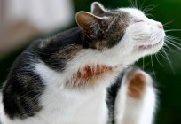 How to multiply fleas in cats: features, cycle and interesting facts