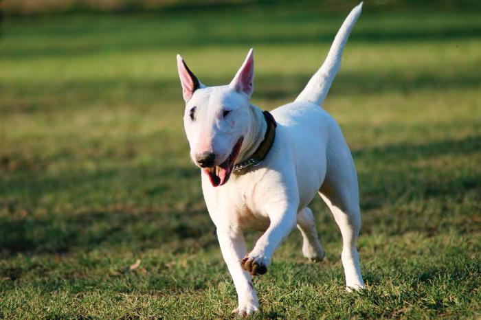 how much is the bull Terrier