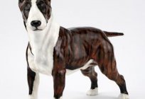 Dog with rat faces. Fighting dog bull Terrier: description, characteristics, photos