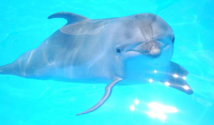 सोची Dolphinarium विवरण