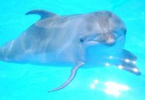 Дельфинарий в Туапсе: сипаттамасы, мекен-жайы, пікірлер