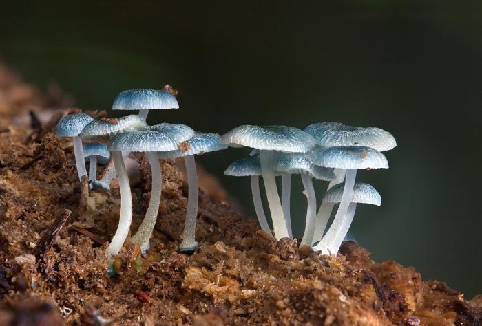 生物细菌的菌类植物