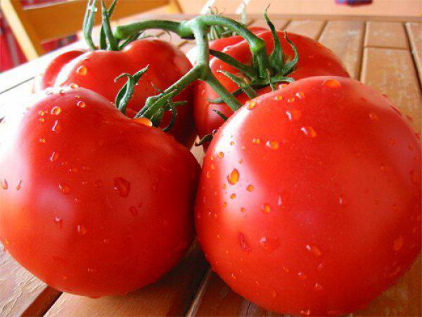 Sorte Tomaten Tanja