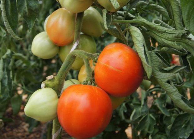 Pomidor Tania opis odmiany