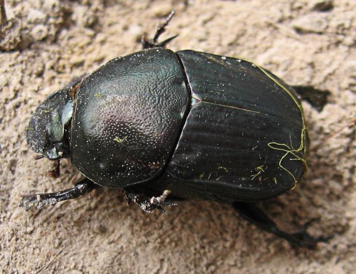 dung beetle larva