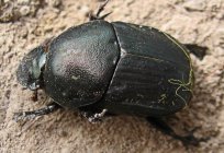 Dung beetle habitat and way of life