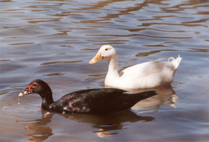 Muscovy duck breed