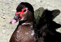 Muscovy ördek (индоутка): ıslah, yetiştirme, içerik. Mod kuluçka мускусных ördek