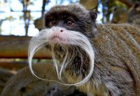 The monkey Emperor Tamarin: characteristics of the species, habitat, food