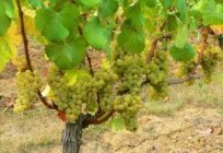 El cuidado de la uva en la primavera y el verano: las principales recomendaciones