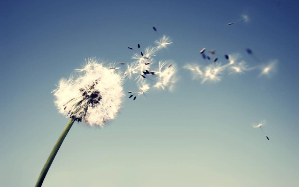 Blowing in the wind, and the dandelion leaves with the seeds