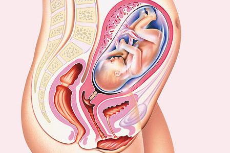 die Höhe des Fundus uteri 28 Wochen