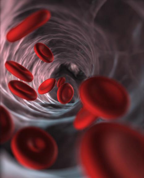 Lebensdauer der roten Blutkörperchen des Menschen