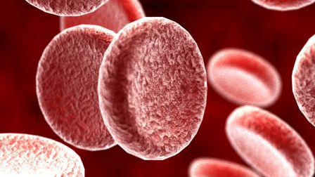 的使用寿命的血红细胞是