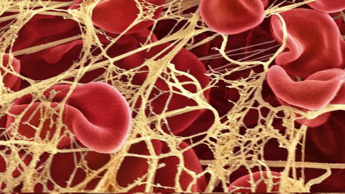 a Expectativa de vida de glóbulos vermelhos no sangue de animais