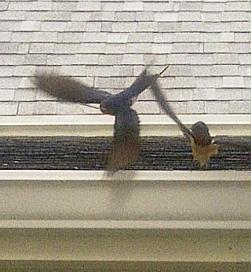 If the swallow flew into the house