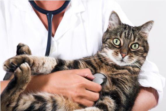 Epilepsie bei Katzen-Behandlung wie zu stoppen Anfälle