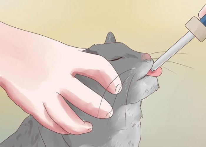 padaczka u kotów leczenie