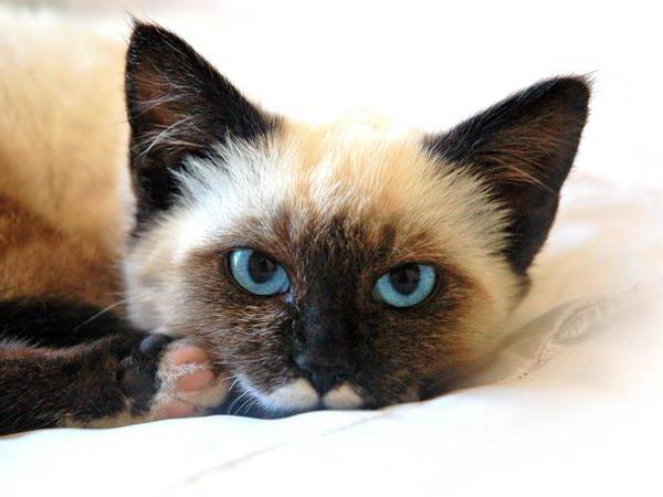 Pankreatitis bei Katzen Symptome