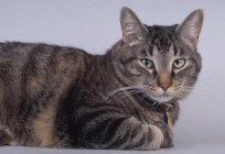 Pancreatitis in cats: description, causes, symptoms and treatment