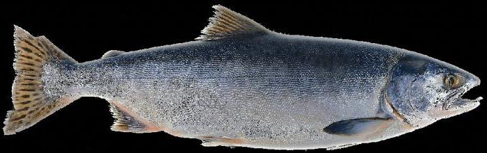 salmon size