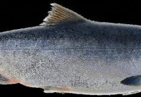 Kommerziellen Fisch - горбуша. Wie unterscheiden sich die Weibchen von den Männchen
