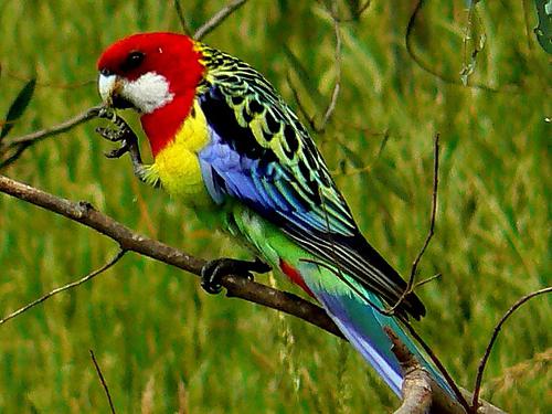 Rosella's parrots