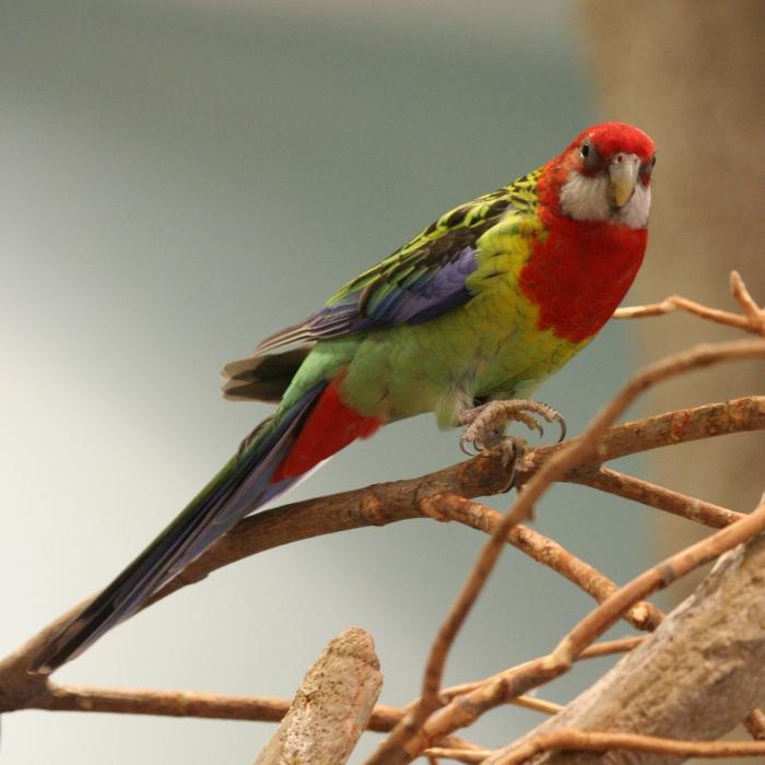 Rosella parrots