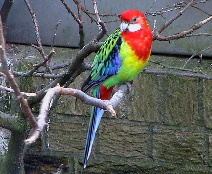 Rosella parrots photo