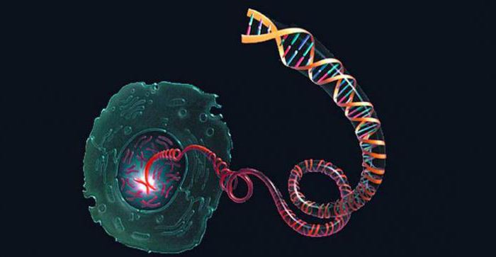 在转录和翻译在生物学