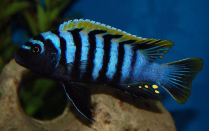 psevdotrofeus Zebra blue