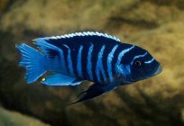 Psevdotrofeus Zebra: features of the species and its reproduction. How to care for fish in an aquarium?