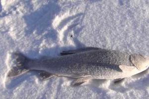 invierno de la pesca en pequeños ríos de siberia