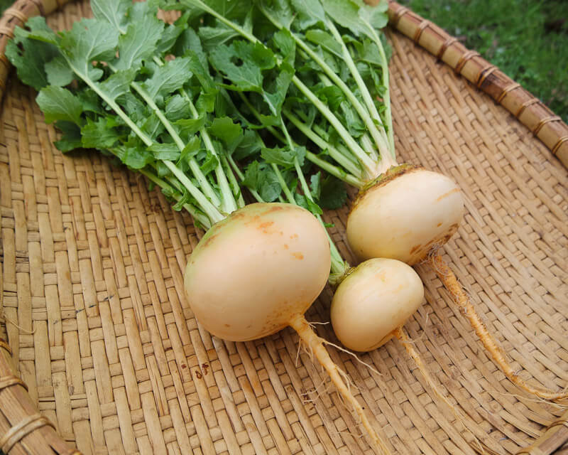 turnip tops