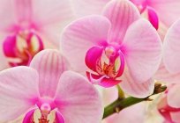 Orchidea - energetyczny wampir, lub Skąd się biorą bzdety