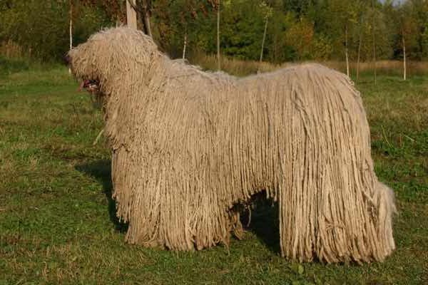 Угорська вівчарка комондор