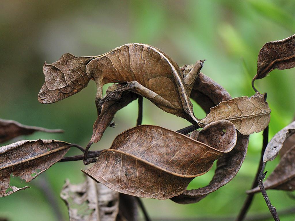 Fantástico листохвостый lagartixa