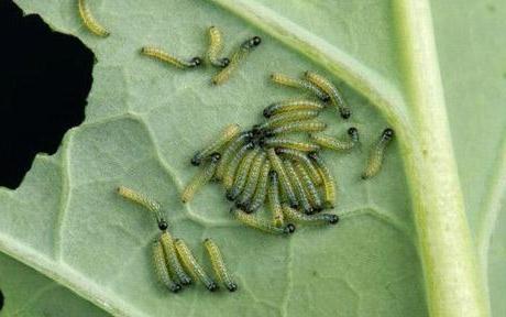 Гусениці капустяного метеликів - злісні шкідники