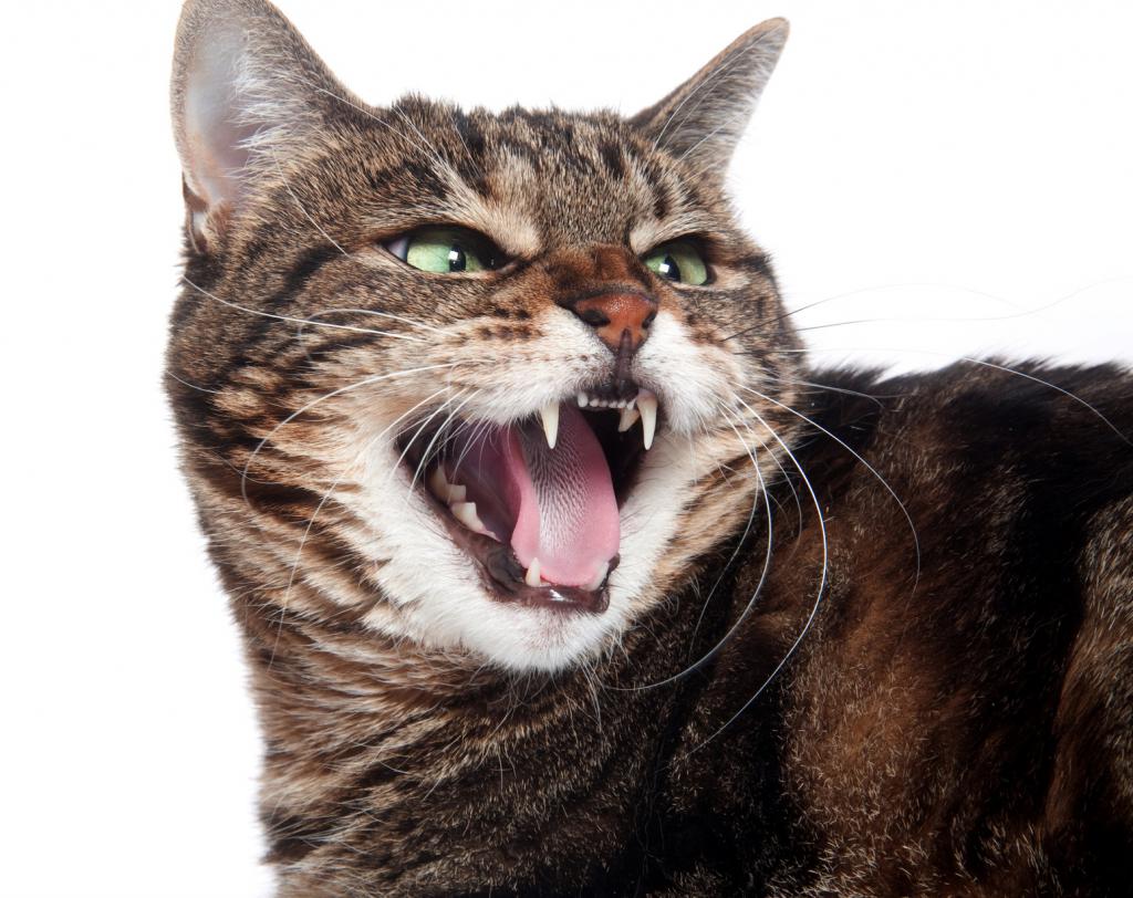 a raiva em gatos sintomas de perigo para o homem