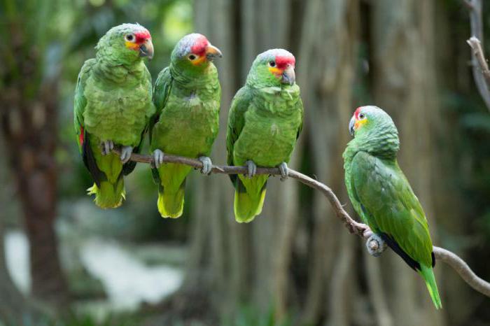 klatki dla papug амазонов