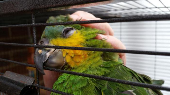 parrot Venezuelan Amazon