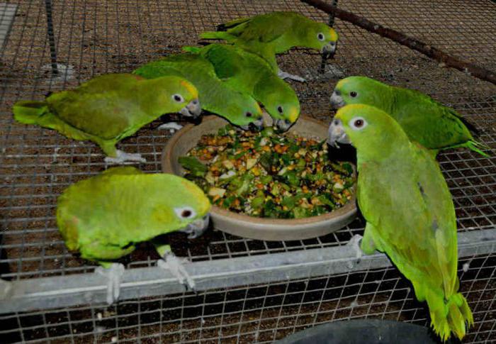 папуга породи амазон