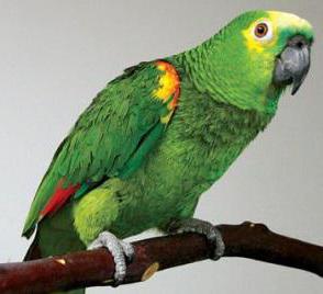 papagaio amazona opiniões de proprietários