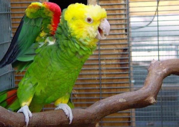 Amazon parrot photo